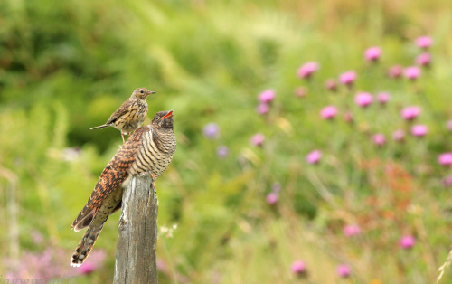 juvenile Common Cuckoo (Cuculus canorus) and Meadow Pipit (Anthus pratensis) &gt;&gt;by bigjoeman07
