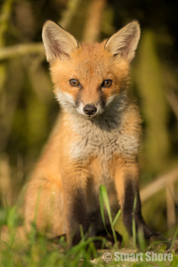 creatures-alive:  Red Fox Cub by Stuart Shore