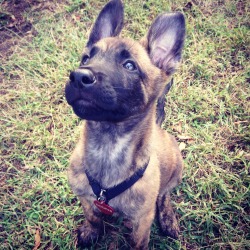 handsomedogs:  cooper the 9 week old Dutch