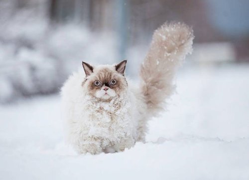 keanureevesinpointbreak: cutecornflakes: Cat’s first impressions of the snow this is my winter