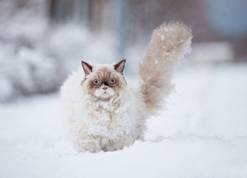 cutecornflakes: Cat’s first impressions of the snow