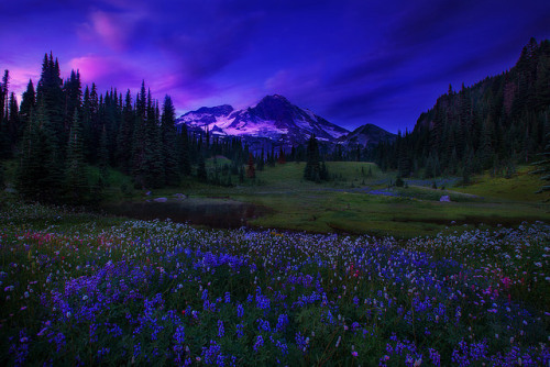 tulipnight:Sunset to Sunrise by Trevor Anderson on Flickr.