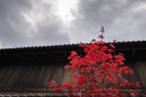 Japon.Hakone.Kyoto (bamboo forrest at Harashiyama).Kanmangafuchi Abyss