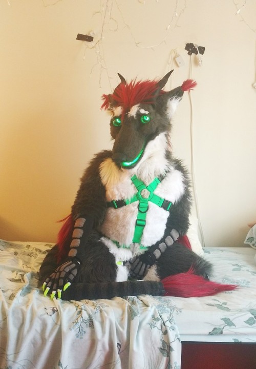 dergdog:anyway uhhh thank u for joining me on this blessed #furslutsaturday ft my new harness by @Co