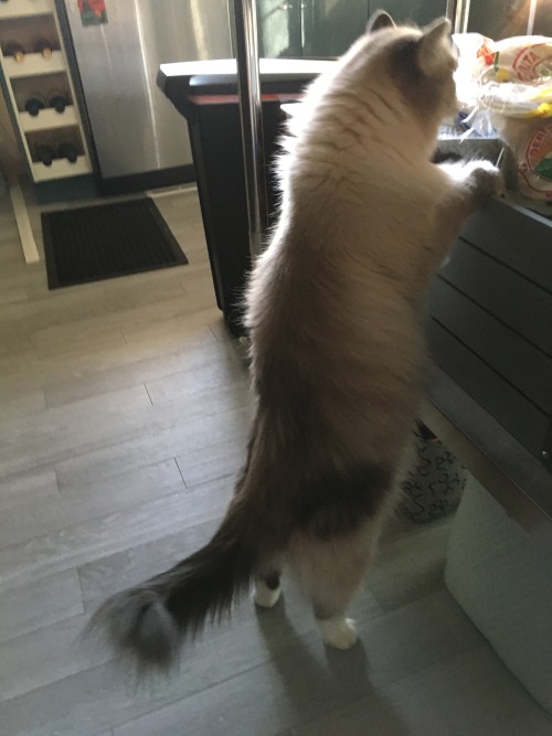 iwouldlovetoeatyourtoast: cat standing on two legs, a series