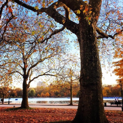 autumn feels #hydepark #londonlife (at Hyde Park)