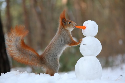 maya47000:  Funny squirels by Vadim Trunov :-))) 