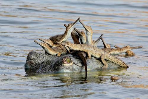 tangledwing: Recent hatchlings of gharial crocodiles on mom’s head, the banks of the Chambal R