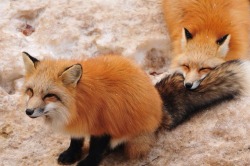 Foxiiiies~! <3