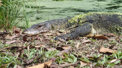 coleopterist: Malayan Water Monitor (Varanus salvator) Photo by Connor Butler - Sungai Buloh, Singa