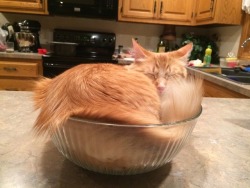 unflatteringcatselfies: melody in the salad bowl