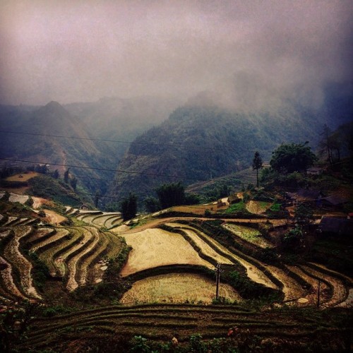 wheredoyoutravel: Sapa rice fields + fog. by alichong531 // via Instagram ift.tt/1wXD87B