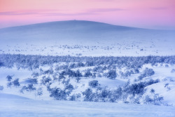 tiinatormanenphotography:One day trip to Kevo Strict Nature Reserve. Few days after polar night, light is amazing. I was there with the local forest ranger, snowmobiling is otherwise forbidden. Jan 2014, Utsjoki, Finland. by  Tiina Törmänen   |