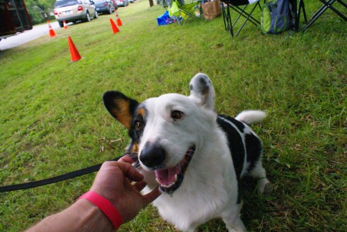 fenrisandrockythevallhunds:  Cardigan appreciation post, from Corgi Celebration 2013! 
