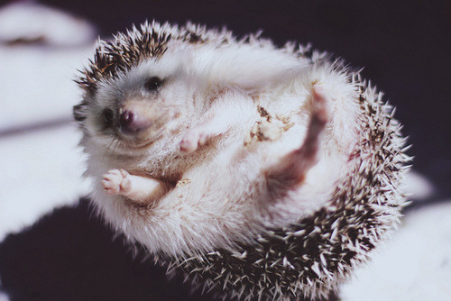 brutalgeneration:  aww 