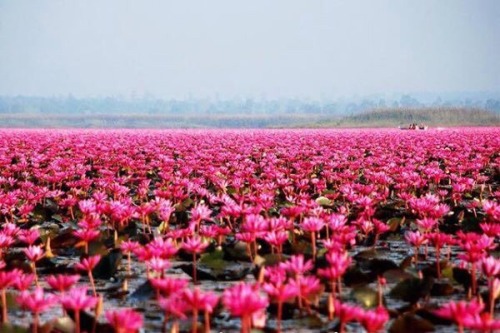 srirachini: The Red Lotus Sea in Udon Thani, ThailandThis spectacular site is home to millions of lo