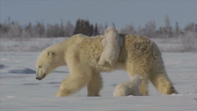 omgritaissocute:  Hold on Mom! | Video source 