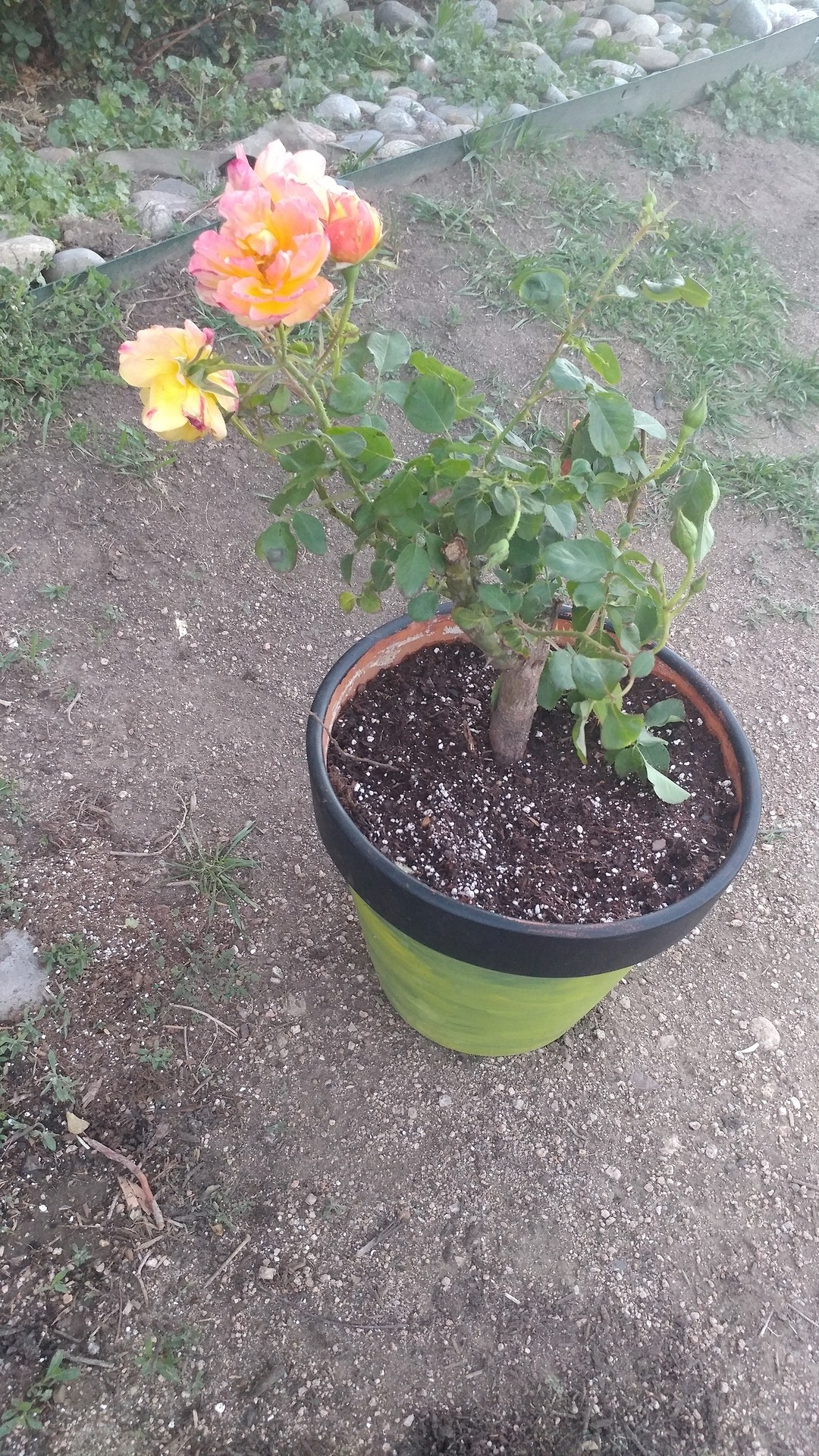My new very fragrant rose 🌹