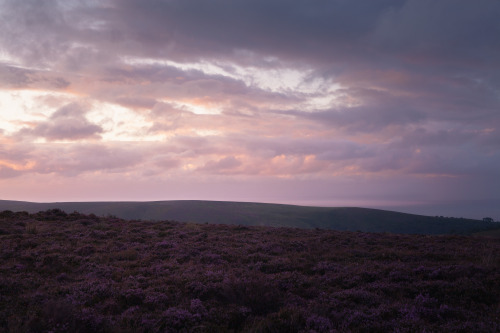 ardley: Golden Hour meets Purple - The Quantock Hills, Somerset Photographed by Freddie Ardley 