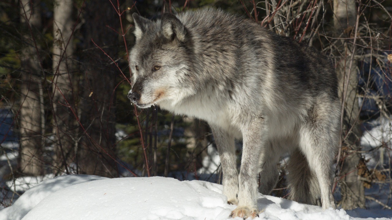 eurasianwolfie:  “There is new life in the soil for every man. There is healing