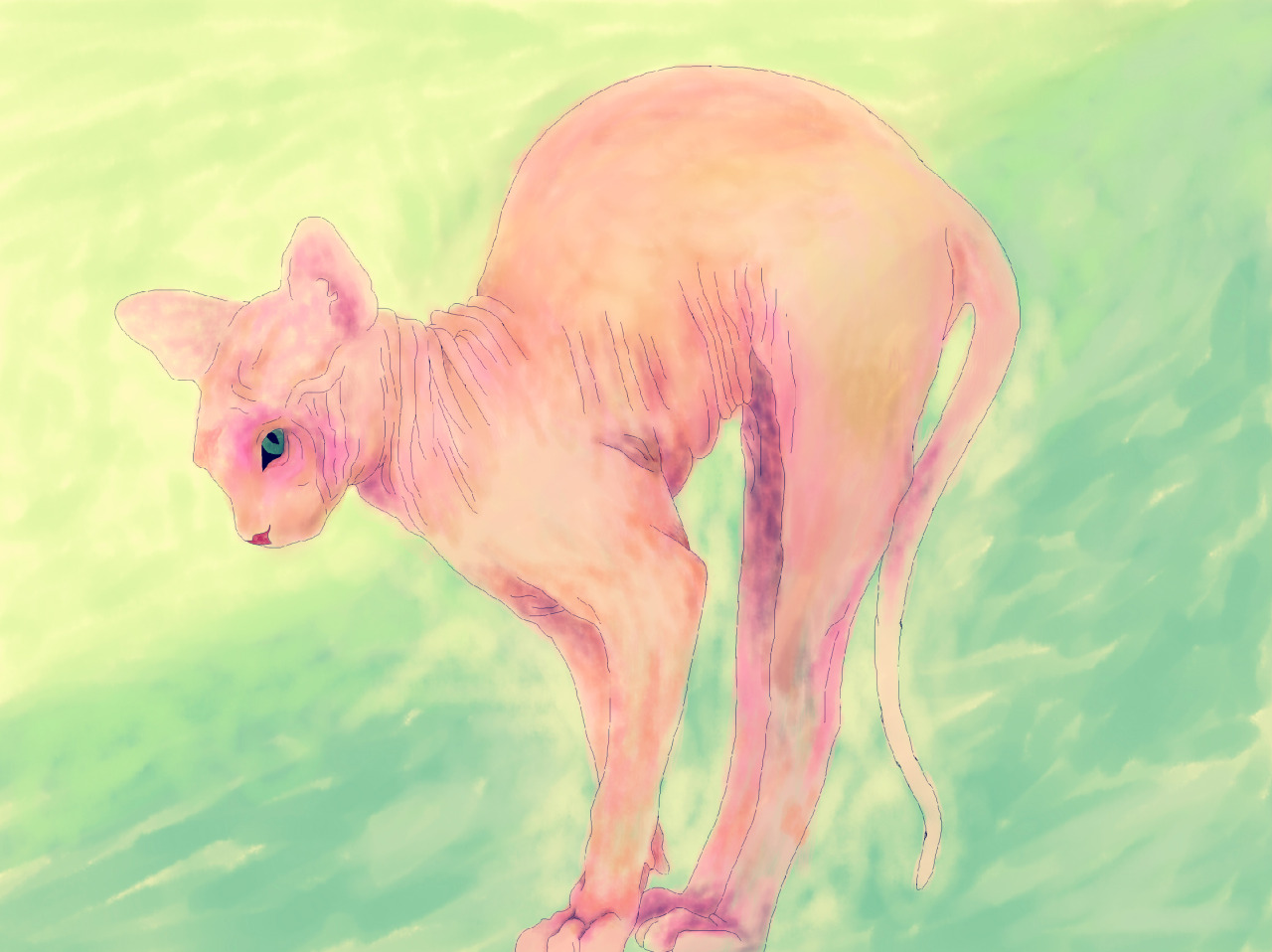 r1n:  i wish people liked sphynx cats more 