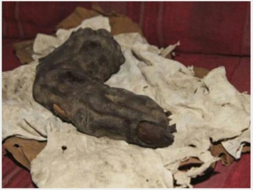 unexplained-events:  15 inch long human finger found in Egypt. Person that it came from had to be 16 ft. Tall. The fingernail is clearly visible. 