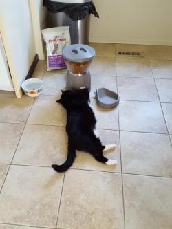 awwww-cute:  Recently put our cat on a diet.