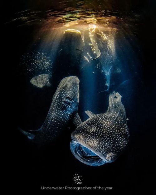 Photo by @rafafdezjr Underwater Photographer Of The Year 2022: Giants of the night. Rafael Fernandez