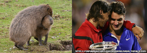 hugging capybara