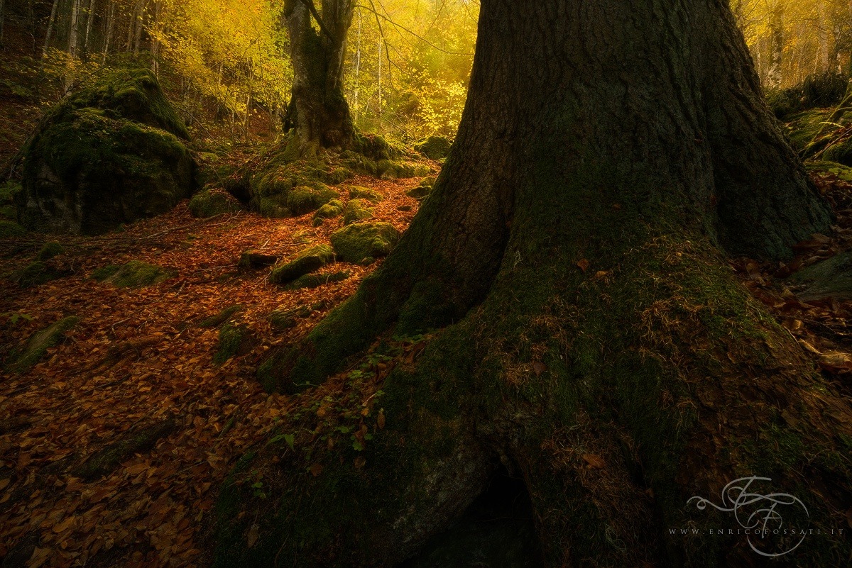 sapphire1707:  Wooded Realm | by efossati | http://ift.tt/14eSPul 