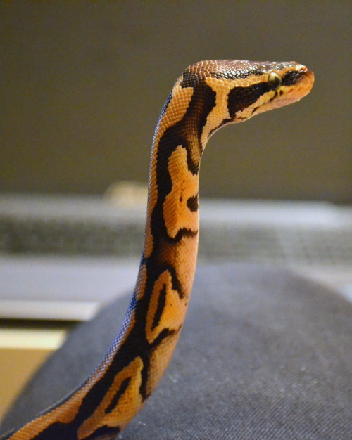 regiusmommy:Mesmerized by a radiator… So she became a periscope, as usual <3 more at: facebook.co