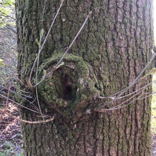 A gnarly tree on our walk through bluebell wood yesterday evening #bluebells #eveningwalks #treehugg