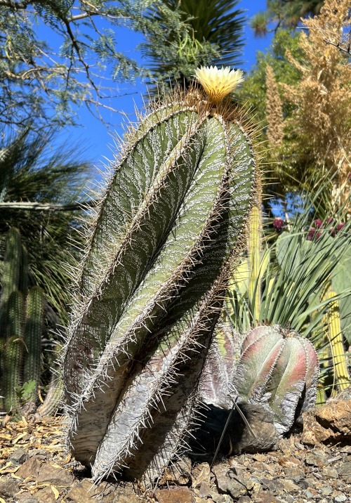 Astrophytum ornatum
This is our tallest specimen of Astrophytum ornatum at the Ruth Bancroft Garden, and we like the way the ribs twist as they go up. It repeat blooms multiple times over the summer and into the fall, with showy yellow flowers that...