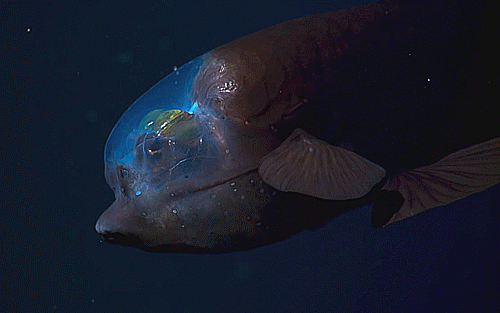 biscuitsarenice:“Here in the Pacific, 200 metres down, we enter an alien world… This is barreleye a 