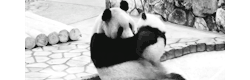  Panda baby kiss her Mom. x Youhin and mother