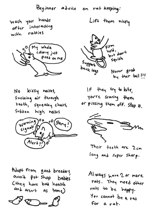 marras6:Beginner advice on rat keeping Check out my other rat comic What I learned from having pet r