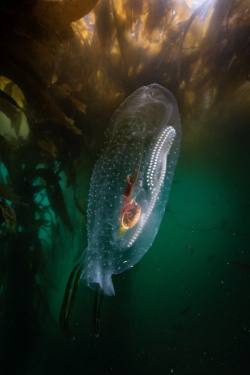 montereybayaquarium:Are you sitting down? Get comfy, this one’s a doozy:• These are photos of salps—