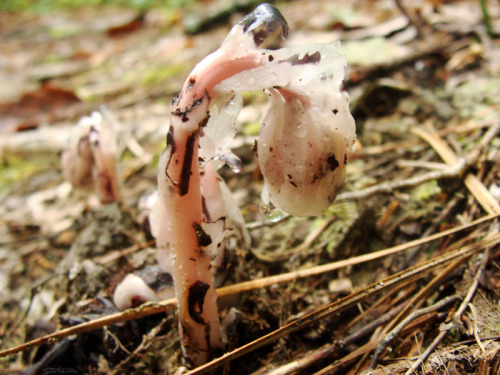 frolicingintheforest:Indian Pipe(Monotropa uniflora)