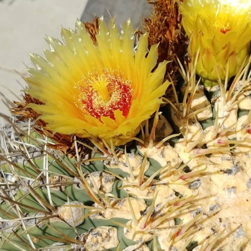 Ferocactus emoryi #barrel #cactus#cactusjungle www.instagram.com/p/BnhYpMggc-R/?utm_source=i