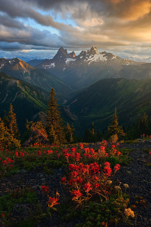 drxgonfly - Alpine Paintbrush (by Artur Stanisz)British Columbia,...
