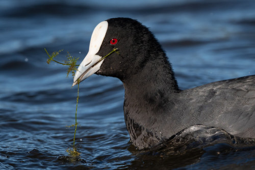 Eurasian coot (Fulica atra) in Northern Tasmania, AustraliaHelen Cunningham