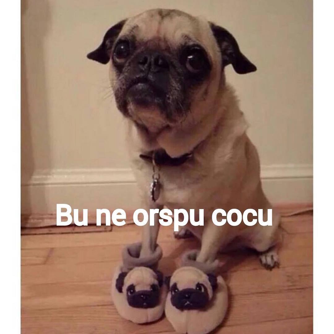 Bu ne orspu cocu