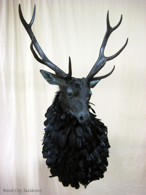 weirdcitytaxidermy:  The Ravenstag, or Nightmare Stag, from NBC’s exquisite TV series Hannibal