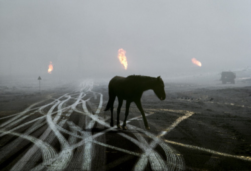 snowce:Steve McCurry, A dying horse wanders in the burning oil fields, Al Ahmadi Oil Fields, Kuwait,