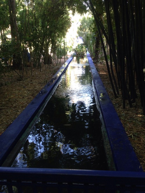 java-jungle: Majorelle gardens - Morocco