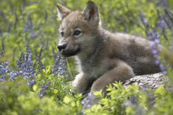 cute-dangerous:  Gray Wolf pup