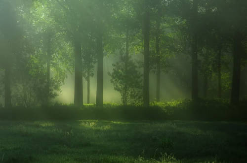 pixiedustparcels: In the green of the forest.