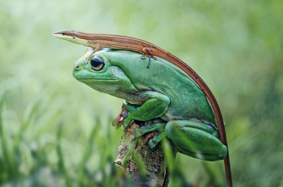 uhohmarty:  A tree frog wearing a lizard.