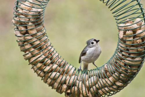 Audubon’s Guide to 5 Things You Can Do Right Now - Birds and Climate Change. The big easy here is what you can do in your own backyard!