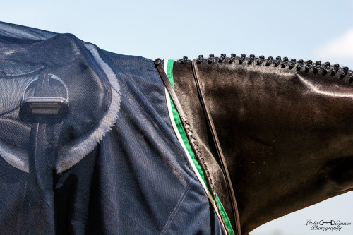 sit2beats:Braid for days Dvon Hose Show|2015ⒸLevitt Equine Photography | ig: glphotography_~Click fo